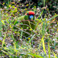 Red crowned parakeet – Kākāriki