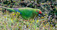 Red crowned parakeet – Kākāriki