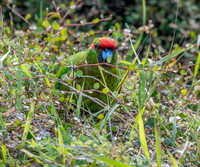 Red crowned parakeet – Kākāriki