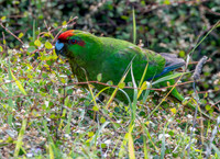 Red crowned parakeet – Kākāriki