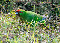 Red crowned parakeet – Kākāriki