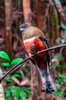 Collared trogon, female