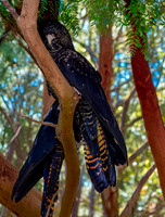 Red tailed black cockatoo