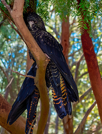 Red tailed black cockatoo