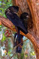 Red tailed black cockatoo