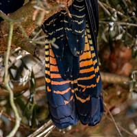 Red tailed black cockatoo