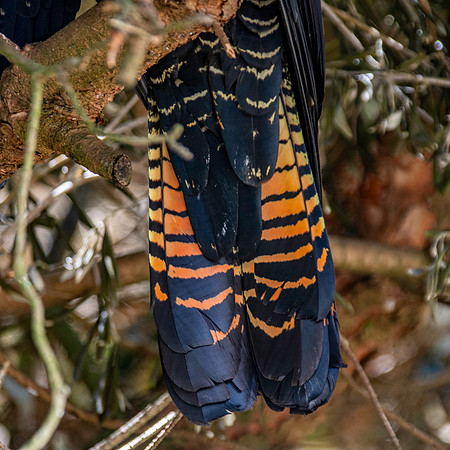 Red tailed black cockatoo