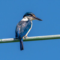 Sacred kingfisher