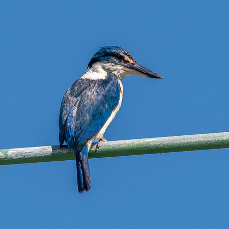 Sacred kingfisher