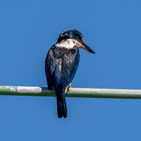 Sacred kingfisher