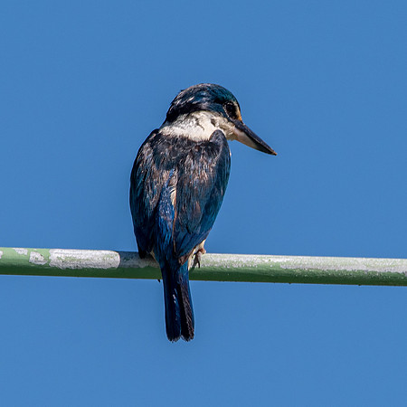 Sacred kingfisher