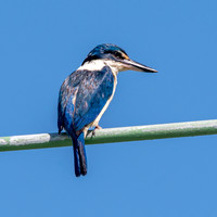 Sacred kingfisher