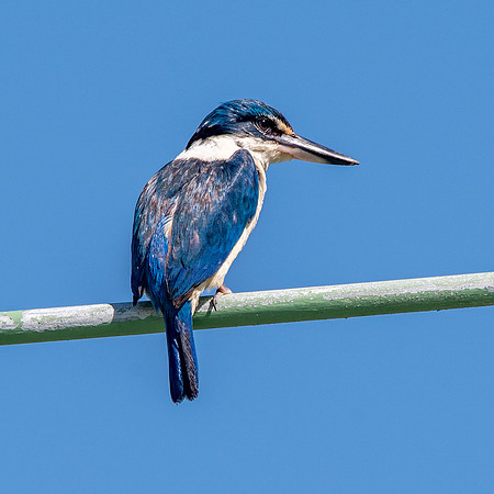 Sacred kingfisher