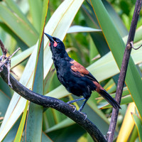 Saddleback (north Island) – Tieke