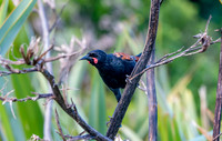 Saddleback (north Island) – Tieke