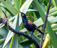 Saddleback (north Island) – Tieke