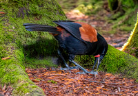Saddleback (north Island) – Tieke