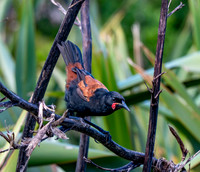 Saddleback (north Island) – Tieke