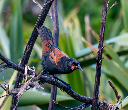 Saddleback (north Island) – Tieke