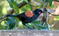 Saddleback (north Island) – Tieke