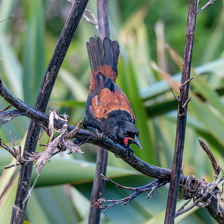 Saddleback (north Island) – Tieke