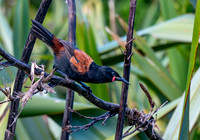 Saddleback (north Island) – Tieke