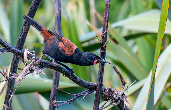 Saddleback (north Island) – Tieke