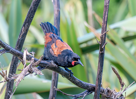 Saddleback (north Island) – Tieke