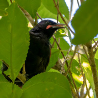 Saddleback (north Island) – Tieke