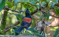 Saddleback (north Island) – Tieke