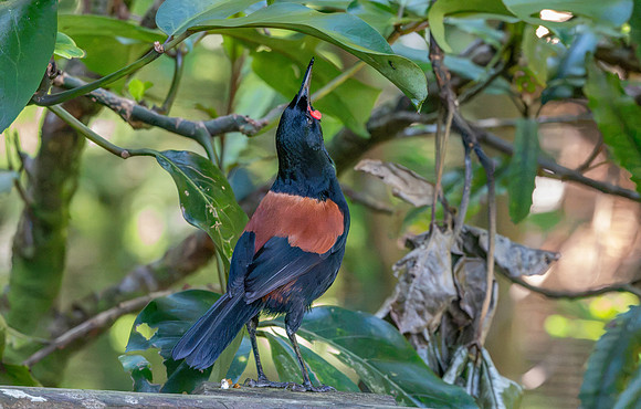Saddleback (north Island) – Tieke