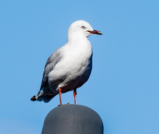 Silver gull