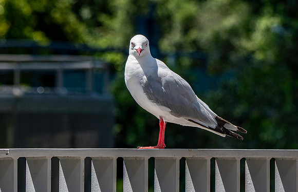 Silver gull