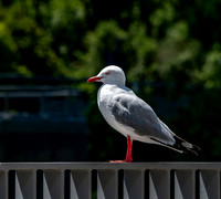 Silver gull