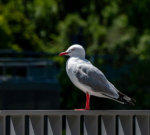 Silver gull
