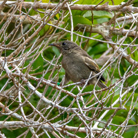 Stitchbird, female