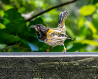 Stitchbird