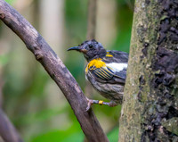 Stitchbird