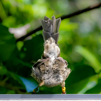 Stitchbird
