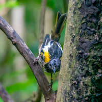 Stitchbird
