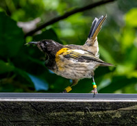 Stitchbird
