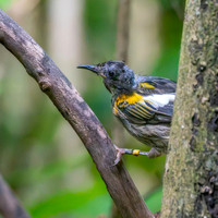 Stitchbird