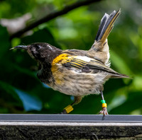 Stitchbird