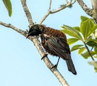 Tui
