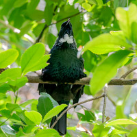 Tui