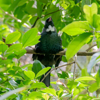 Tui