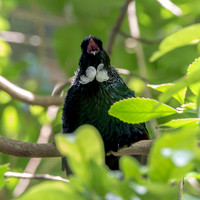 Tui