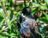 Tui