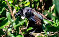 Tui