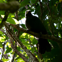 Tui, juvenile